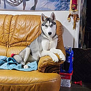 Arya participe au concours pour gagner de l'argent avec cette photo : dog, husky, couch, leather, blanket, indoor, pet, animal, heterochromia, furniture, wall, decoration, floor, relaxing, canine, portrait, home, companion, living_room, resting