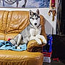 dog, husky, couch, leather, blanket, indoor, pet, animal, heterochromia, furniture, wall, decoration, floor, relaxing, canine, portrait, home, companion, living_room, resting