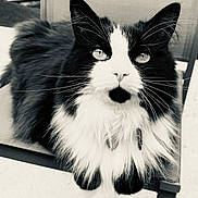 Lilou participe au concours pour gagner de l'argent avec cette photo : cat, black_and_white, fluffy, feline, pet, animal, chair, close_up, portrait, whiskers, ears, eyes, sitting, indoor, furry, cute, relaxed, monochrome, background_blur, mustache_pattern