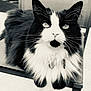 cat, black_and_white, fluffy, feline, pet, animal, chair, close_up, portrait, whiskers, ears, eyes, sitting, indoor, furry, cute, relaxed, monochrome, background_blur, mustache_pattern