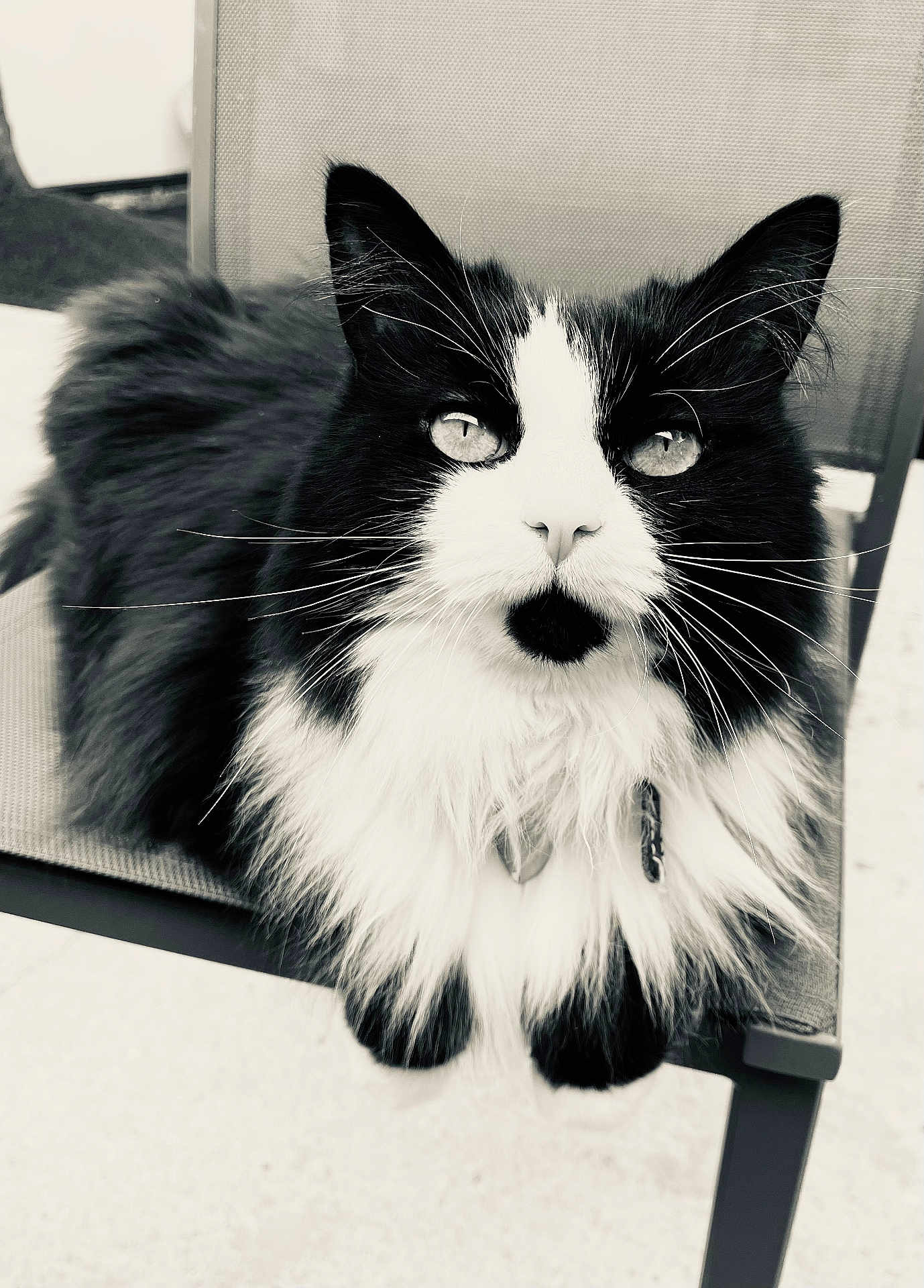 Lilou participe au concours pour gagner de l'argent avec cette photo : cat, black_and_white, fluffy, feline, pet, animal, chair, close_up, portrait, whiskers, ears, eyes, sitting, indoor, furry, cute, relaxed, monochrome, background_blur, mustache_pattern