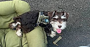 Knox joined the competition — help win amazing prizes! dog, puppy, pet, black_and_white, harness, dog_bed, green_cushion, outdoor, asphalt, toy, bone_shaped_toy, tongue_out, happy, small_dog, footwear, sneaker, person, resting, cute, fluffy