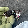dog, puppy, pet, black_and_white, harness, dog_bed, green_cushion, outdoor, asphalt, toy, bone_shaped_toy, tongue_out, happy, small_dog, footwear, sneaker, person, resting, cute, fluffy