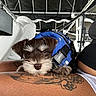 Knox is registered to the contest to win money with this photo: puppy, dog, blue_life_jacket, tattoo, arm, boat, indoor, pet, fur, small_dog, resting, close_up, cute, animal, canine, leisure, seat, person, black_fur, white_fur