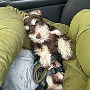 Knox joined the competition — help win amazing prizes! puppy, dog, brown_fur, white_fur, pet, lap, person, green_pants, car_interior, seat, keys, phone, harness, cute, sleepy, resting, fur, animal, closeup, domestic_animal