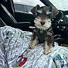 Knox joined the competition — help win amazing prizes! dog, puppy, car_interior, blanket, seat, pet, cute, fur, small_dog, harness, window, dashboard, leather_seat, companion, travel, cozy, adorable, beard, sitting, indoor