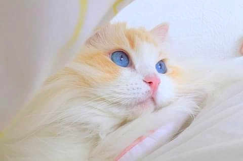 I Love Julie La Rousse