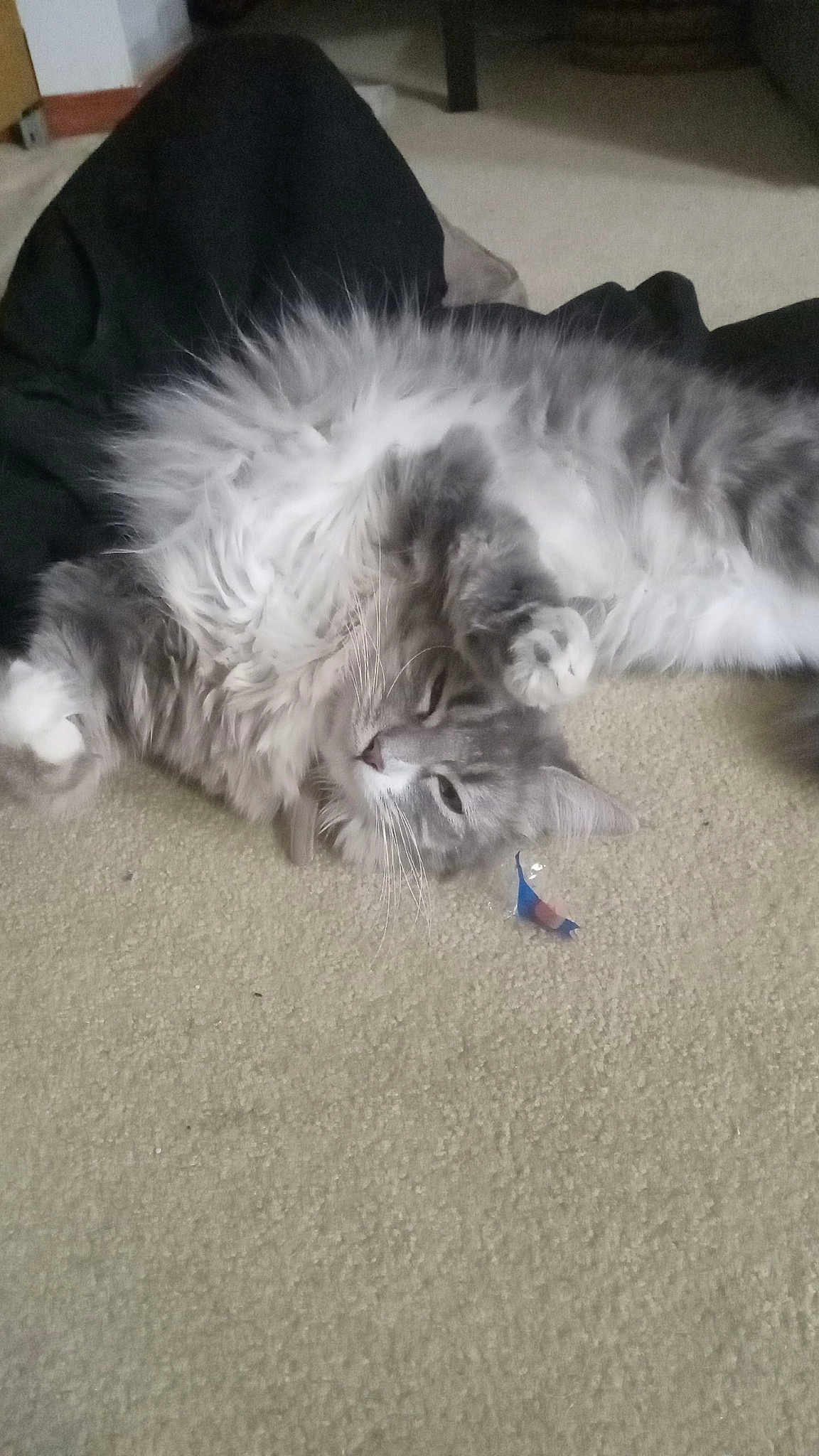Gigi