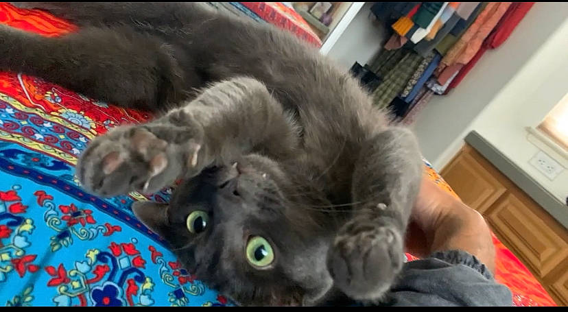Waylon is registered to the contest to win money with this photo: black_cat, british_longhair, carnivore, cat, chartreux, claw, comfort, domestic_short_haired_cat, felidae, flooring, fur, grey, korat, nap, paw, russian_blue, small_to_medium_sized_cats, snout, tail, whiskers