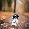 Sushi participe au concours pour gagner de l'argent avec cette photo : animal, autumn, black_and_white, blurred_background, bow, canine, cute, dog, forest, fur, joyful, leaves, motion, nature, outdoor, path, pet, playful, poodle, running