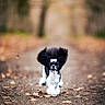 Sushi participe au concours pour gagner de l'argent avec cette photo : animal, autumn, black_and_white, blurred_background, bow, canine, cute, dog, energetic, forest, fur, leaves, nature, outdoor, path, pet, playful, poodle, running, walking