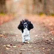 Sushi participe au concours pour gagner de l'argent avec cette photo : animal, autumn, black_and_white, canine, cute, dog, energetic, forest, fur, happy, jumping, leaves, motion, nature, outdoor, park, path, pet, poodle, running
