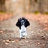 animal, autumn, black_and_white, canine, cute, dog, energetic, forest, fur, happy, jumping, leaves, motion, nature, outdoor, park, path, pet, poodle, running