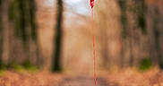 Sushi participe au concours pour gagner de l'argent avec cette photo : animal, autumn, balloon, bow, cute, dog, fluffy, forest, ground, heart_shaped, leaves, nature, outdoor, path, pet, poodle, red, season, tree, walking_path