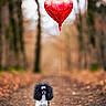 animal, autumn, balloon, bow, cute, dog, fluffy, forest, ground, heart_shaped, leaves, nature, outdoor, path, pet, poodle, red, season, tree, walking_path