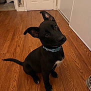 Onyx joined the competition — help win amazing prizes! dog, puppy, black_dog, indoor, wooden_floor, collar, pet, canine, curious, sitting, ears_up, head_tilt, flooring, door, wall, house, domestic_animal, young_dog, companion, cute