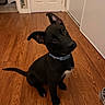dog, puppy, black_dog, indoor, wooden_floor, collar, pet, canine, curious, sitting, ears_up, head_tilt, flooring, door, wall, house, domestic_animal, young_dog, companion, cute