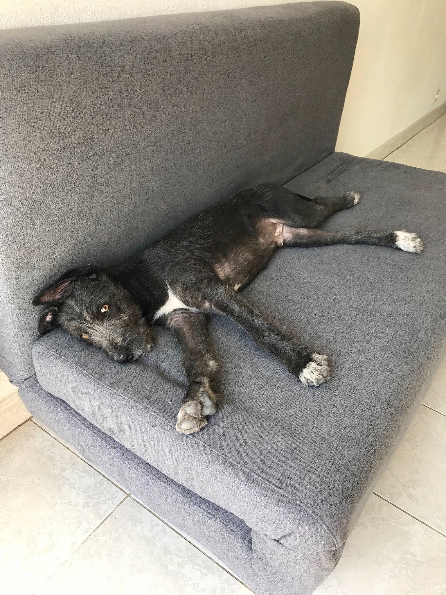 Pablo participe au concours pour gagner de l'argent avec cette photo : canidae, carnivore, cat, comfort, dog, dog_breed, great_dane, lurcher, non_sporting_group, paw, sporting_group, tail