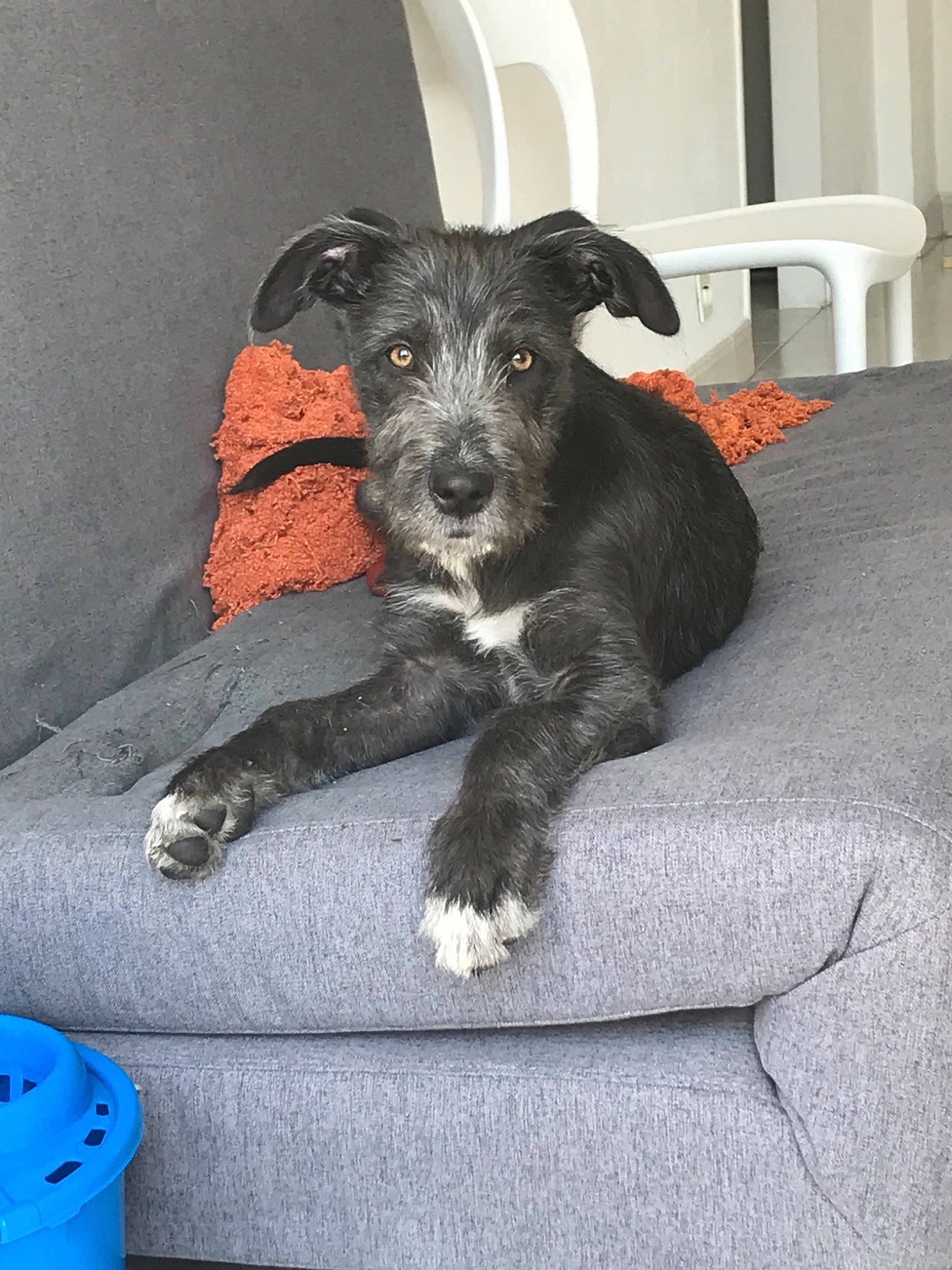 Pablo a rejoint le concours — aidez-le/la à gagner de superbes lots ! canidae, carnivore, cesky_terrier, dog, dog_breed, fox_terrier, irish_wolfhound, mammal, miniature_schnauzer, puppy, rare_breed_dog, schnauzer, scottish_deerhound, snout, standard_schnauzer, terrier, vertebrate, wire_hair_fox_terrier
