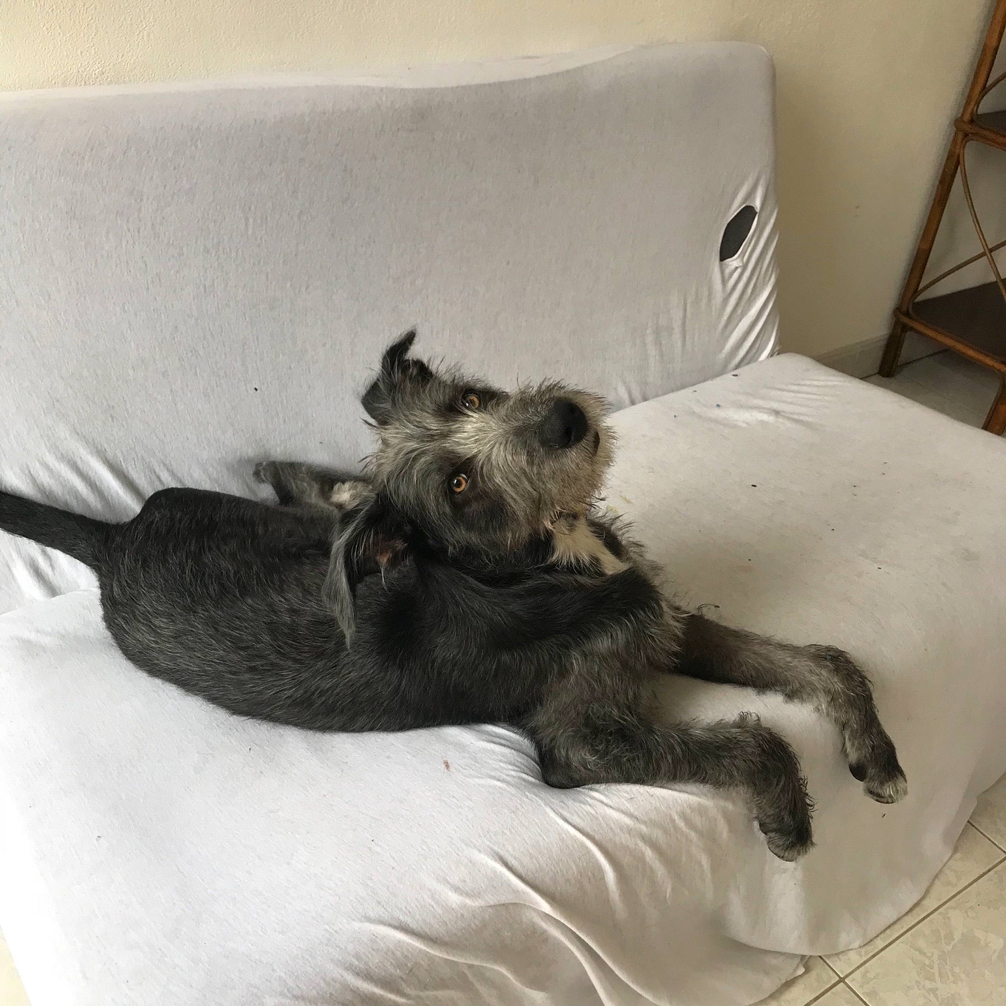 Pablo a rejoint le concours — aidez-le/la à gagner de superbes lots ! bed, cairn_terrier, canidae, carnivore, cat, comfort, dog, dog_breed, ear, miniature_schnauzer, nap, paw, puppy, schnauzer, sleep, snout, sporting_group, terrier