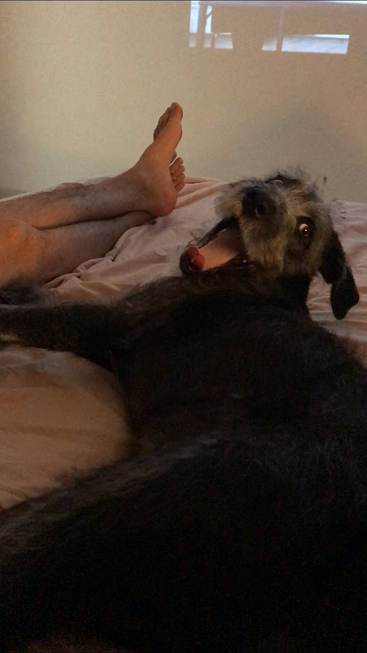 Pablo a rejoint le concours — aidez-le/la à gagner de superbes lots ! bed, canidae, dog_breed, ear, fawn, furniture, human, leg