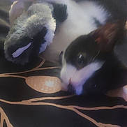 Khloe is registered to the contest to win money with this photo: cat, black_and_white, lying_down, plush_toy, blanket, pattern, indoor, pet, furry, cute, animal, soft, relaxed, cozy, close_up, whiskers, ears, tail, resting, domestic_cat