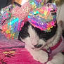 Khloe is registered to the contest to win money with this photo: cat, black_and_white, sequin_bow, sparkly, pink_heart, sleepy, pet, indoor, natural_light, pink_surface, close_up, feline, collar, cute, resting, colorful, accessory, animal, domestic_cat, soft_light