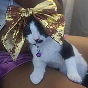 Khloe is registered to the contest to win money with this photo: adorable, animal, bell, black_and_white, bow, cat, collar, cute, feline, gold, indoor, kitten, lap, paw, person, pet, purple_shorts, resting, small, whiskers