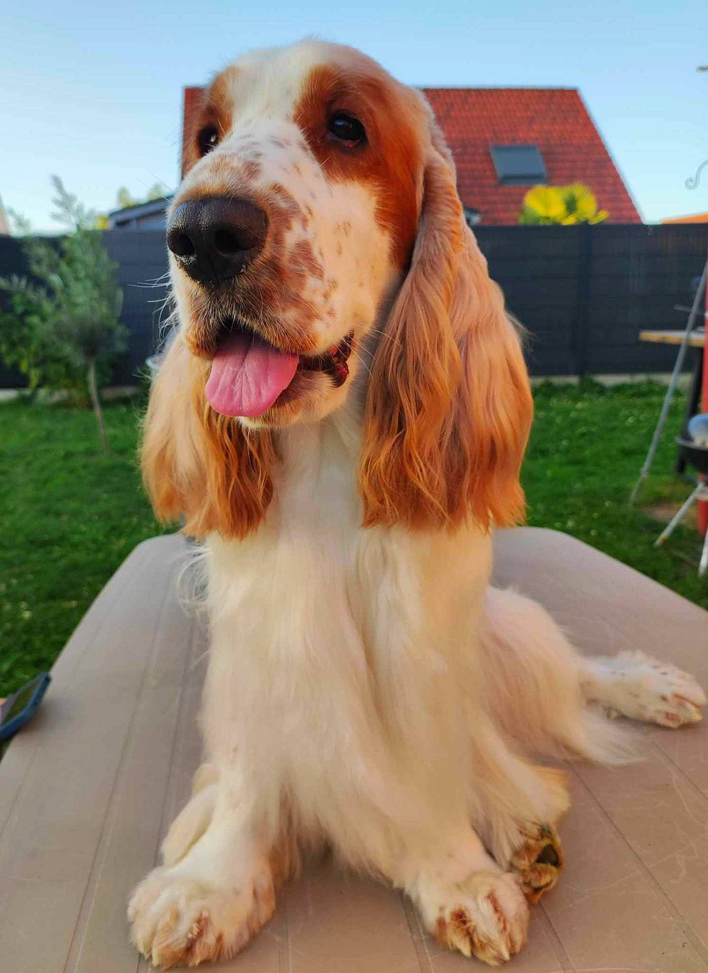 Brownie a rejoint le concours — aidez-le/la à gagner de superbes lots ! animal, architecture, backyard, barn, building, canine, cockerspaniel, dog, goldenretriever, grass, hound, lawn, nature, outdoors, papillon, pet, plant, puppy, shelter, yard