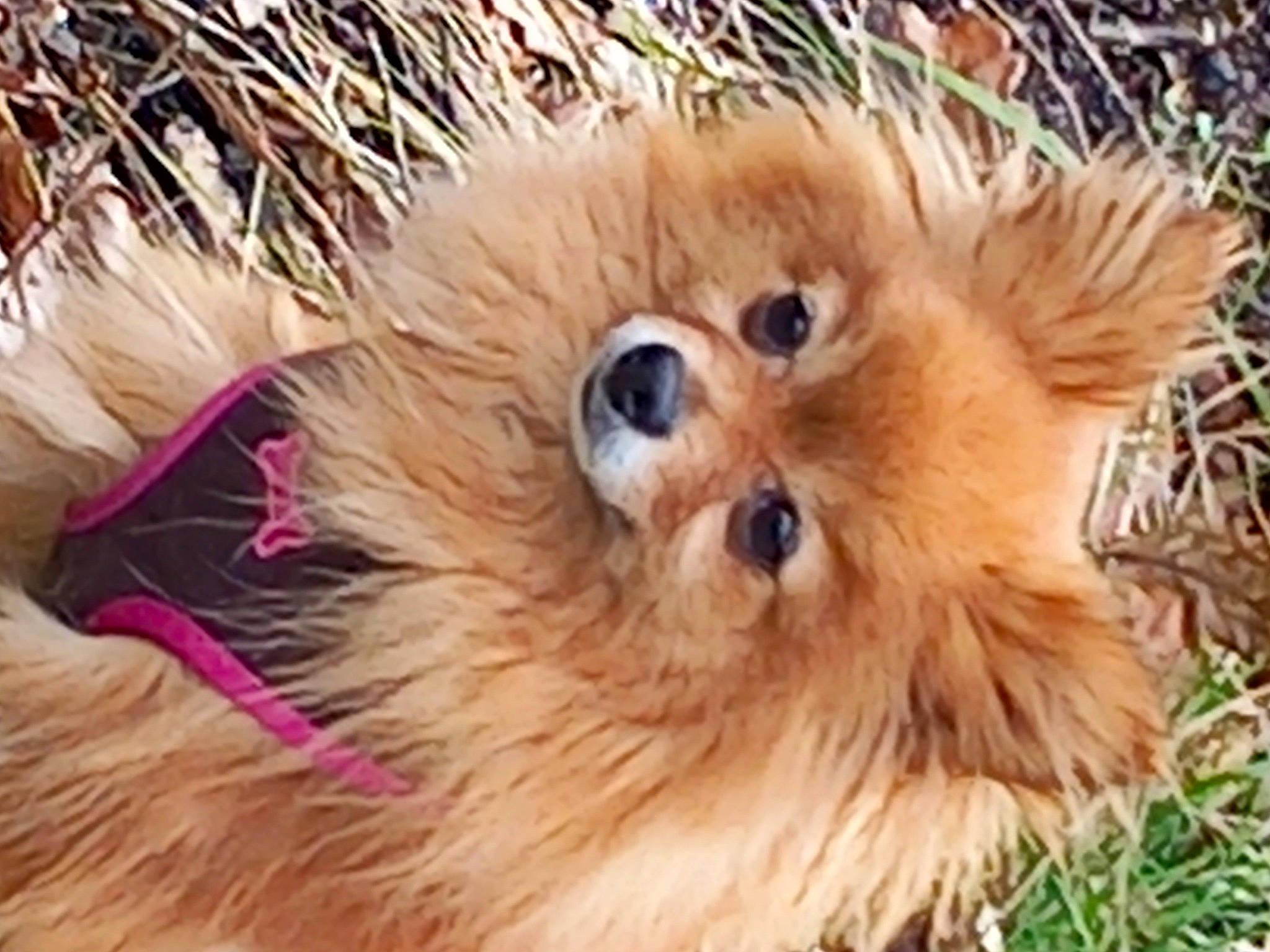 Orphee a rejoint le concours — aidez-le/la à gagner de superbes lots ! ancient_dog_breeds, canidae, carnivore, companion_dog, dog_breed, fawn, felidae, fur, german_spitz_klein, natural_material, red_panda, spitz, sporting_group, terrestrial_animal, toy_dog, whiskers, wildlife