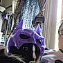 cat, mask, purple, black_and_white, indoor, curtains, window, person, glasses, light, furniture, couch, whiskers, face_mask, costume, relaxing, pet, closeup, home, funny