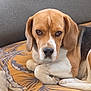 dog, beagle, pet, indoor, couch, cushion, brown, white, pattern, resting, animal, ears, face, fur, looking, home, domestic, canine, relaxing, snout