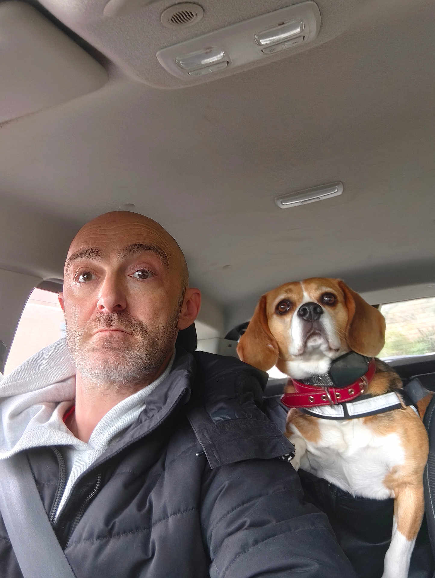 Pixel a rejoint le concours — aidez-le/la à gagner de superbes lots ! man, dog, beagle, car_interior, seatbelt, jacket, hoodie, collar, pet, vehicle, window, head, face, animal, travel, road_trip, portrait, expression, indoor, seated