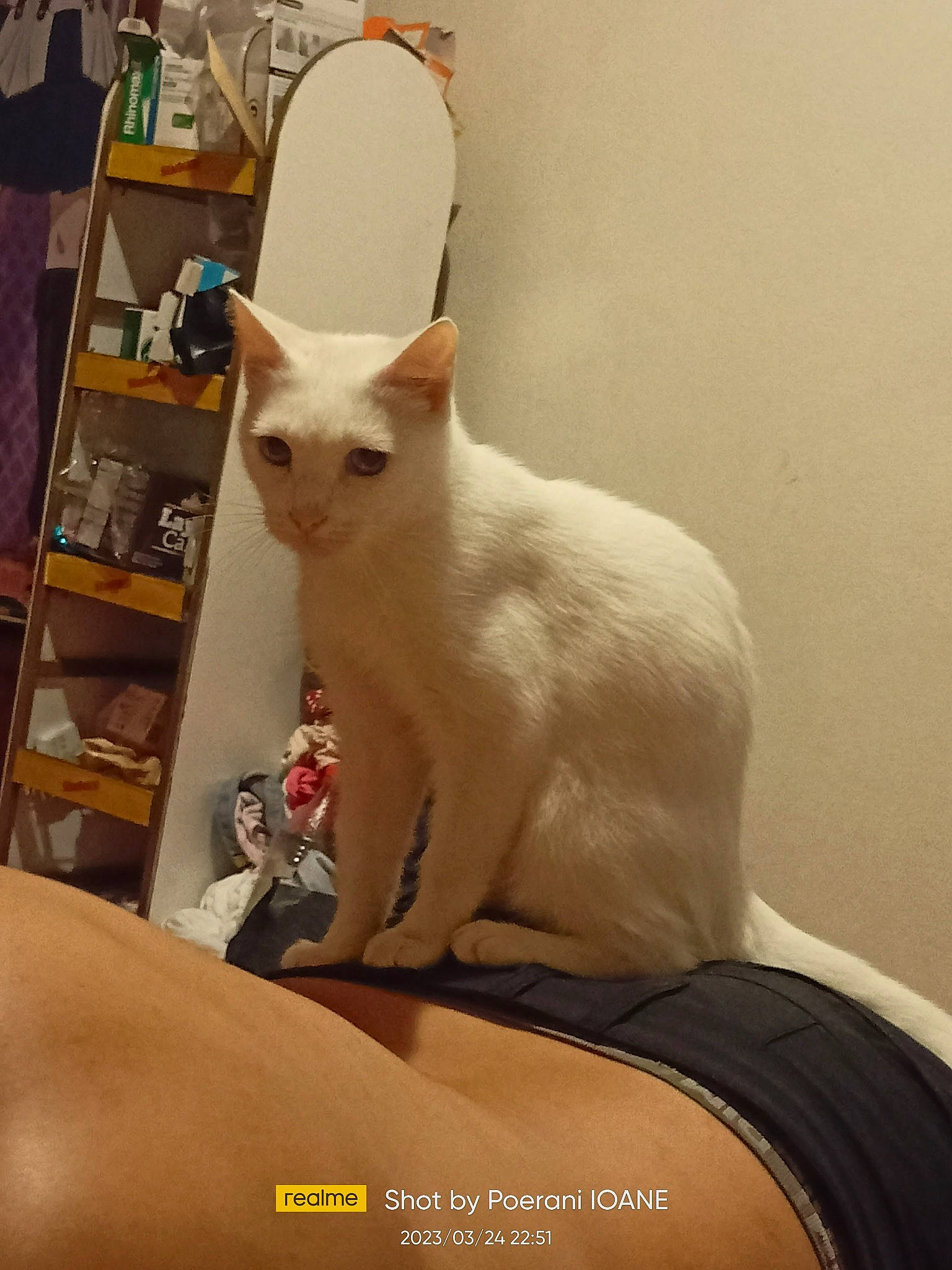 Duchesse a rejoint le concours — aidez-le/la à gagner de superbes lots ! carnivore, cat, comfort, domestic_short_haired_cat, fang, fawn, felidae, fur, small_to_medium_sized_cats, snout, tail, terrestrial_animal, whiskers