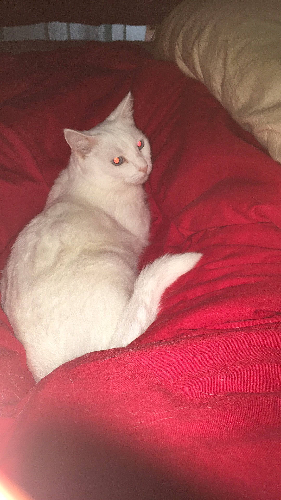 Duchesse a rejoint le concours — aidez-le/la à gagner de superbes lots ! carmine, carnivore, cat, comfort, domestic_short_haired_cat, felidae, fur, nap, paw, sitting, small_to_medium_sized_cats, tail, terrestrial_animal, whiskers