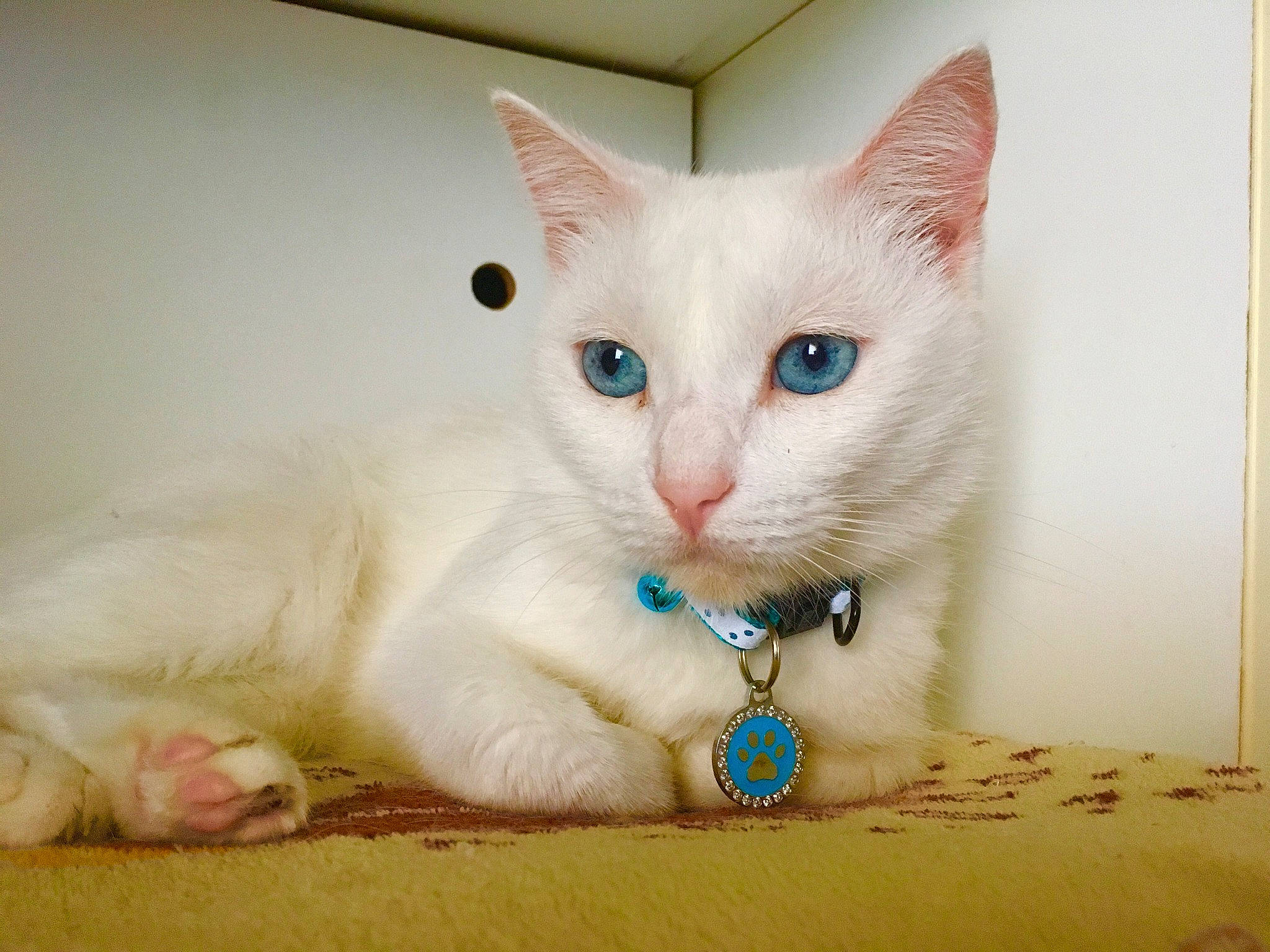 Duchesse participe au concours pour gagner de l'argent avec cette photo : carnivore, cat, domestic_short_haired_cat, fawn, felidae, fur, jewellery, no_expression, pattern, paw, small_to_medium_sized_cats, snout, tail, whiskers