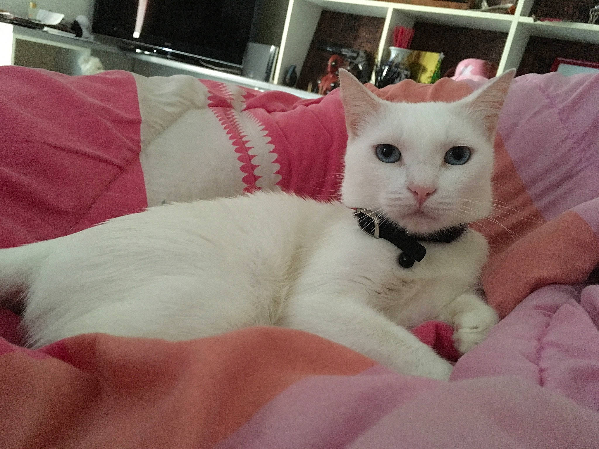 Duchesse a rejoint le concours — aidez-le/la à gagner de superbes lots ! carnivore, cat, comfort, couch, domestic_short_haired_cat, fang, fawn, felidae, fur, head, nap, paw, small_to_medium_sized_cats, snout, tail, television, whiskers