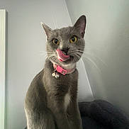 Muna joined the competition — help win amazing prizes! cat, grey_cat, pink_collar, tongue_out, whiskers, indoor, pet, feline, cute, animal, sitting, fur, yellow_eyes, closeup, portrait, household, domestic_animal, playful, alert, young_cat