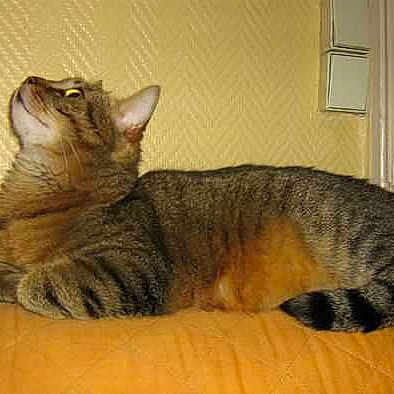 Félix participe au concours pour gagner de l'argent avec cette photo :