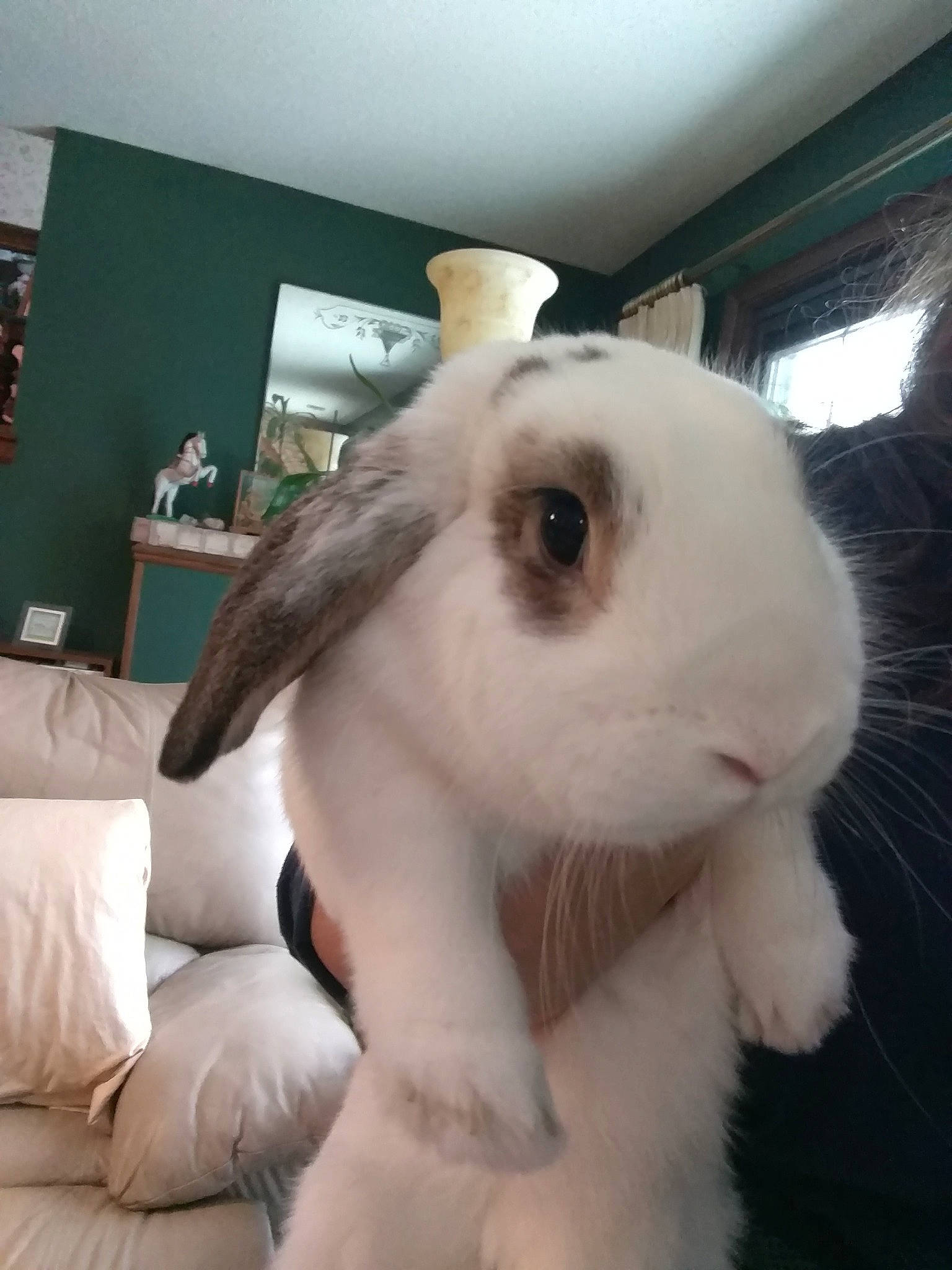 Kale joined the competition — help win amazing prizes! domestic_rabbit, ear, fur, hare, nose, rabbit, rabbits_and_hares, skin, whiskers