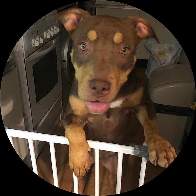 Coco is registered to the contest to win money with this photo: canidae, carnivore, circle, companion_dog, dog, dog_breed, dog_collar, dog_supply, ear, fawn, fun, guard_dog, jaw, liver, organ, pet_supply, snout, sporting_group, whiskers, working_animal