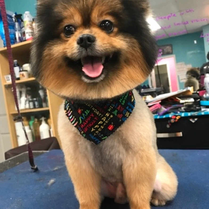 Teddy is registered to the contest to win money with this photo: accessories, animal, bodypart, canine, clothing, costume, dog, face, formalwear, furniture, head, indoors, interiordesign, mouth, person, pet, photography, portrait, puppy, tie