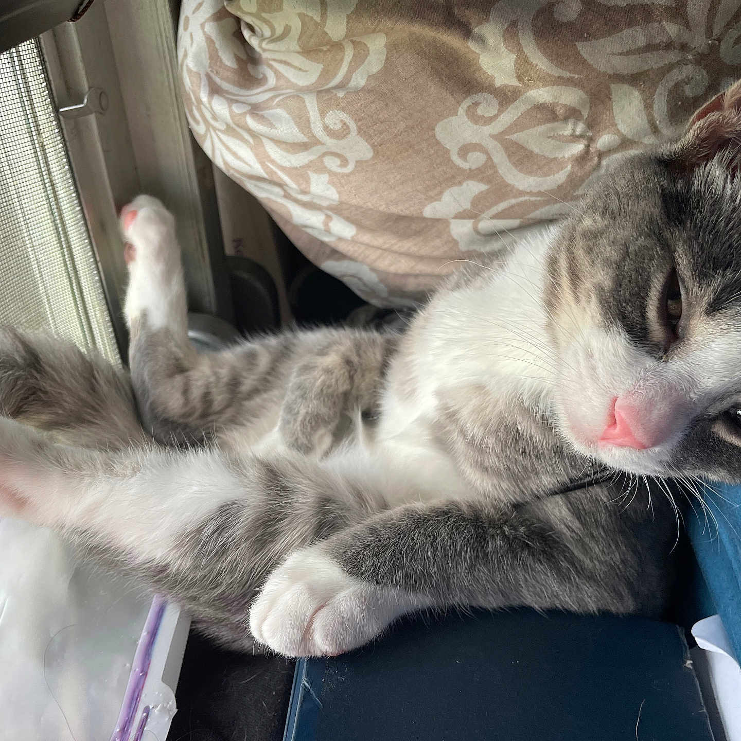 Slushy is registered to the contest to win money with this photo: animal, cat, closeup, cozy, cushion, cute, feline, gray_fur, indoor, paw, pet, pink_nose, relaxed, resting, screen, sleepy, stretching, whiskers, white_fur, window