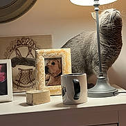 Tess a rejoint le concours — aidez-le/la à gagner de superbes lots ! animal, cat, cozy, curious, dog_photo, dresser, furniture, gray_cat, home_decor, indoor, lamp, lighting, mug, pet, photo_frame, reflection, round_mirror, table_lamp, tabletop, white_furniture