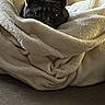animal, blanket, cat, comfort, couch, cozy, curious, feline, fur, gray_cat, home, indoor, peeking, pet, relaxed, resting, soft_texture, striped_couch, warm, wrapped