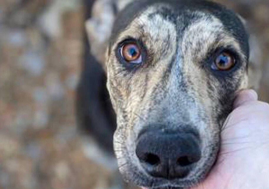 Olive is registered to the contest to win money with this photo: ancient_dog_breeds, canidae, carnivore, companion_dog, dog, dog_breed, fawn, fur, guard_dog, non_sporting_group, plott_hound, rampur_greyhound, sighthound, sporting_group, street_dog, terrestrial_animal, whiskers, wildlife, working_animal, working_dog