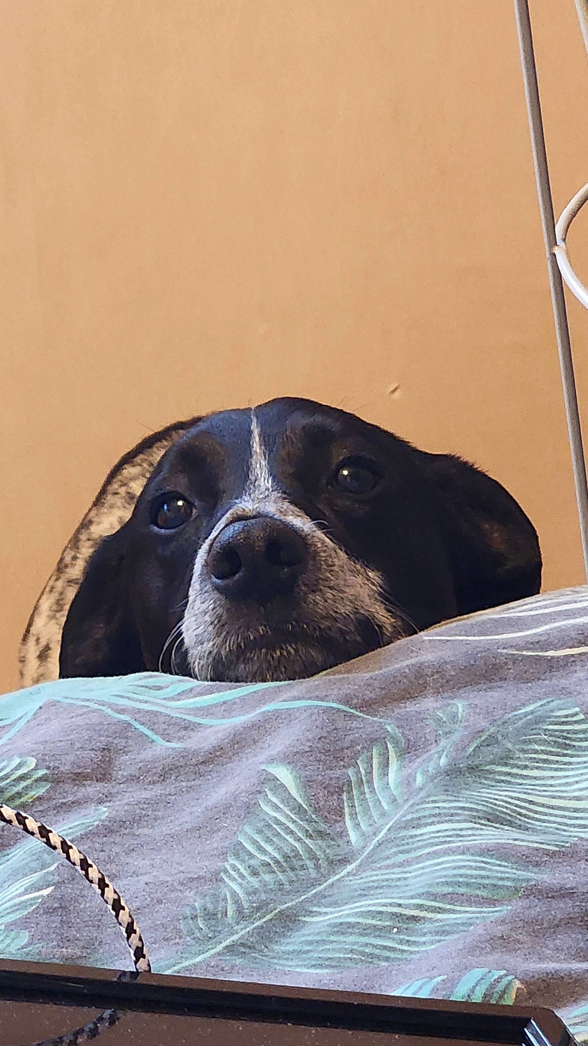 Pignouffe participe au concours pour gagner de l'argent avec cette photo : borador, canidae, carnivore, comfort, companion_dog, dog, dog_breed, fawn, fur, gun_dog, non_sporting_group, pattern, snout, sporting_group, terrestrial_animal, whiskers, working_animal