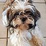 Oslo participe au concours pour gagner de l'argent avec cette photo : carnivoran, companion_dog, dog, dog_breed, dog_like_mammal, fur, havanese, lhasa_apso, morkie, puppy, shih_tzu, snout, terrier, tibetan_terrier, yorkshire_terrier