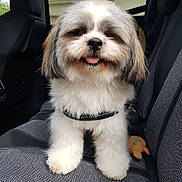 Oslo a rejoint le concours — aidez-le/la à gagner de superbes lots ! adorable, animal, black_fur, brown_fur, car_seat, companion, cute, dog, fluffy, furry, harness, indoor, pet, plush_toy, portrait, seat, sitting, smiling, tongue_out, white_fur