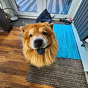 Alpha is registered to the contest to win money with this photo: black_bag, blue_mat, canine, chow_chow, dog, door, flooring, fluffy, glass_door, household, indoor, mop, pet, radiator, rug, smiling, tongue_out, toy, window, wooden_floor